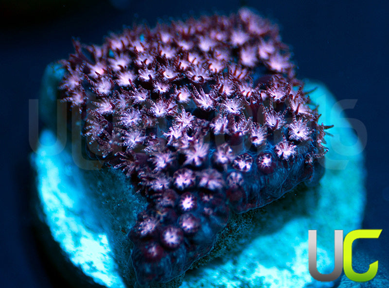 JF Jose Casas Pink Polyp Stylo