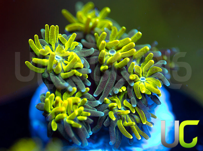 UC Lemon Lime Galaxia