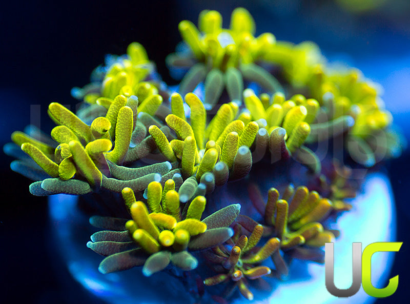 UC Lemon Lime Galaxia