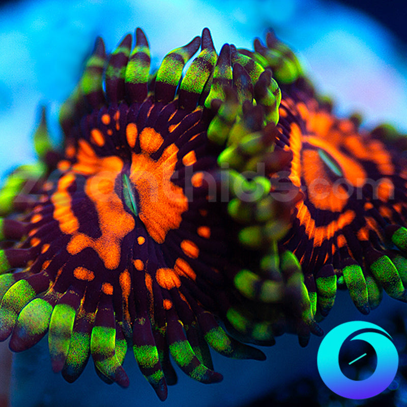 CC Flaming Brohican Zoas