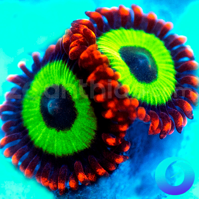 Emeralds on Fire Zoas