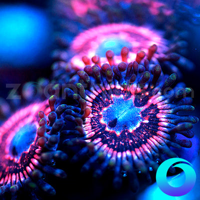 Energizer Bunny Zoanthids