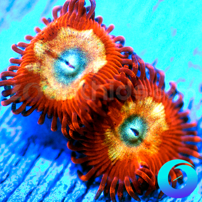 Eyegasm Zoanthids