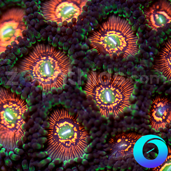 God of War Zoanthids