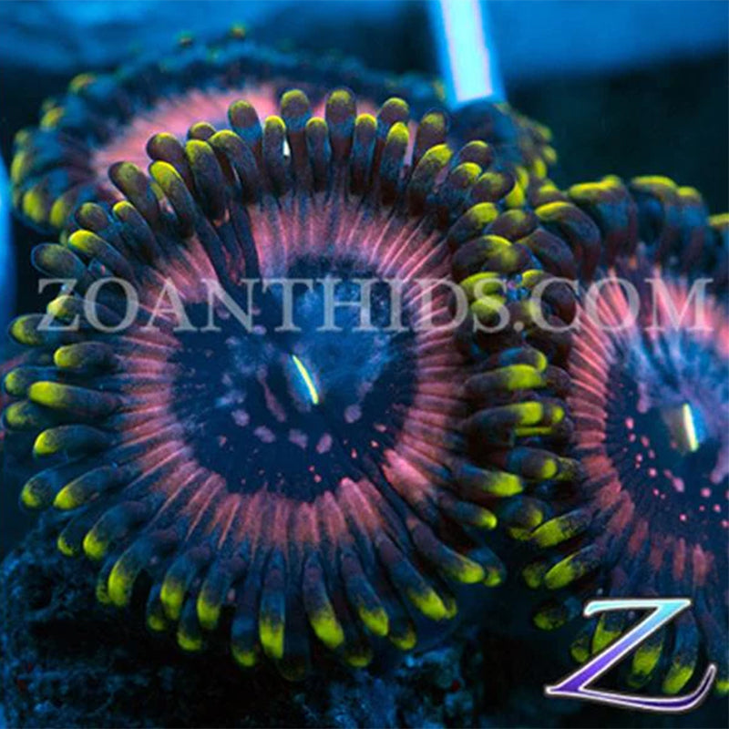 Gravitation Zoanthids