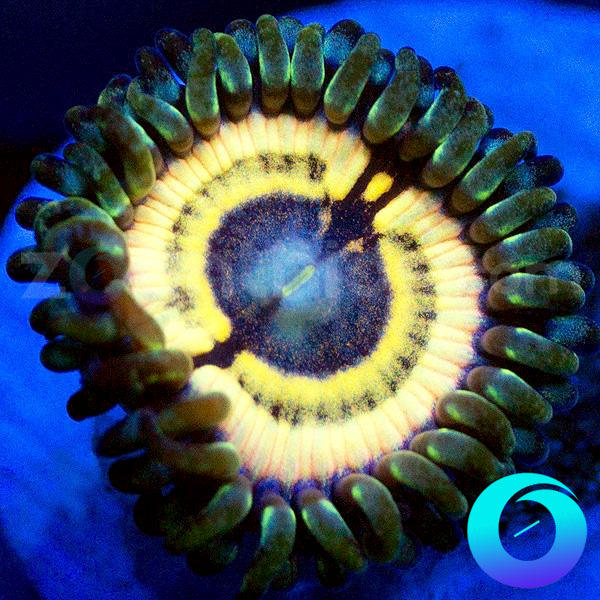 Hex Zoanthids