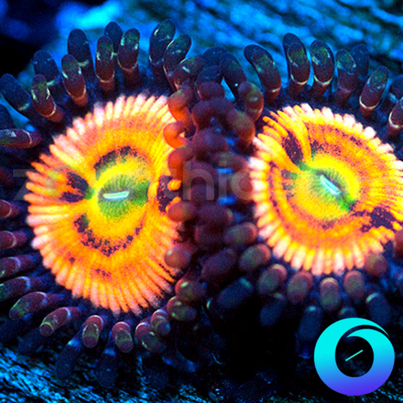 Hooligan Zoanthids