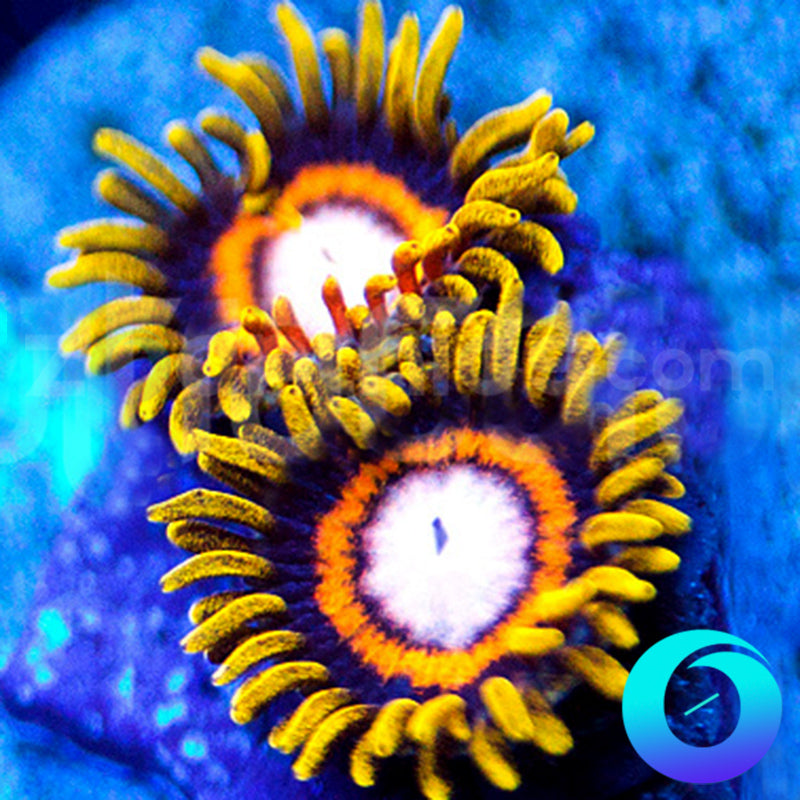 Ice Breaker Zoanthids
