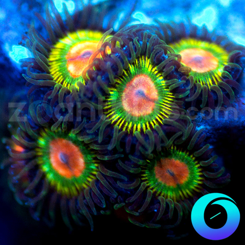 Iris Meltdown Zoanthids