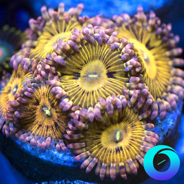 Lemonhead Zoas