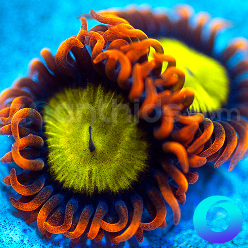 Mandarin Orange Zoanthids