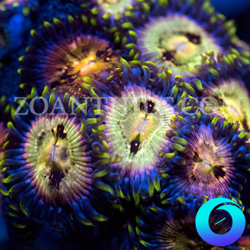 Nirvana Zoas