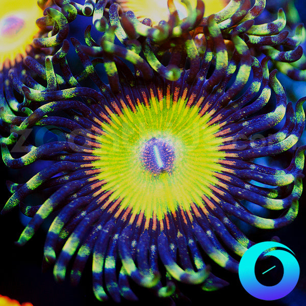 Hyper Jubilee Zoanthids
