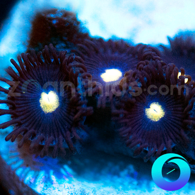 Obsidian Zoanthids