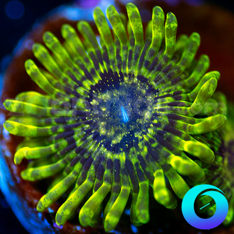 Pineapple Zoanthids