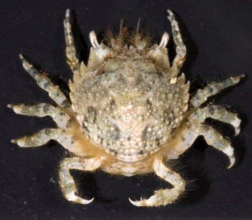 Pithos Crabs - Reef Safe Algae Eaters