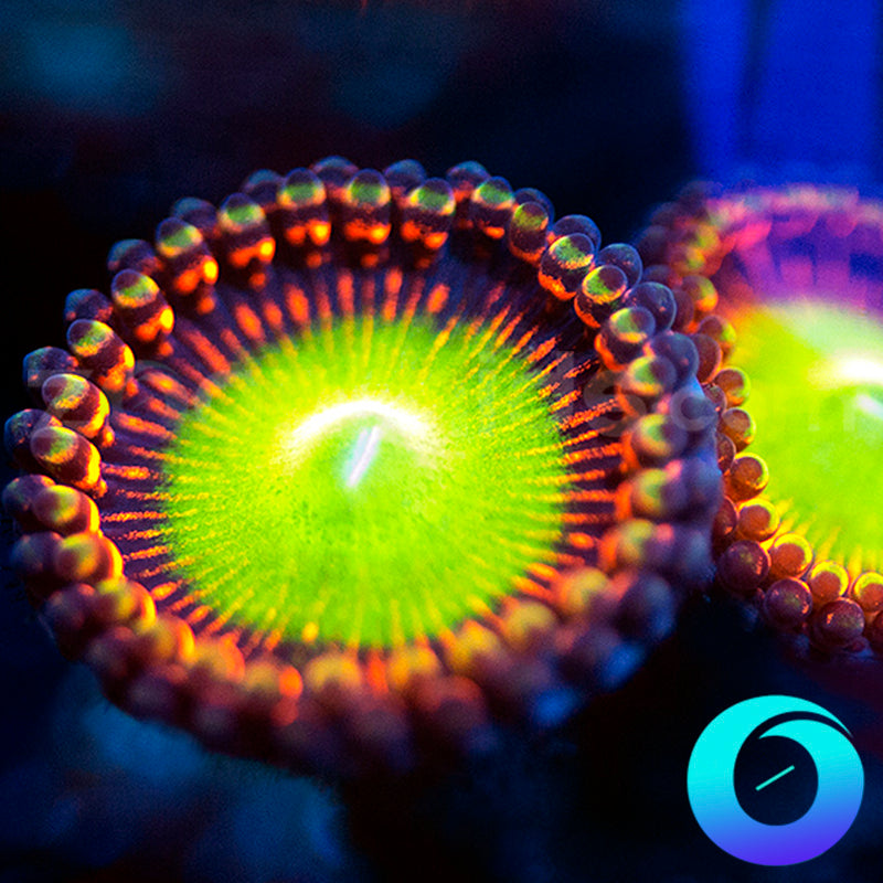 Poinsettia Zoanthids