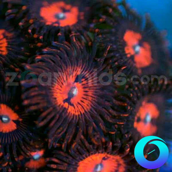 Purple Flares Zoanthids