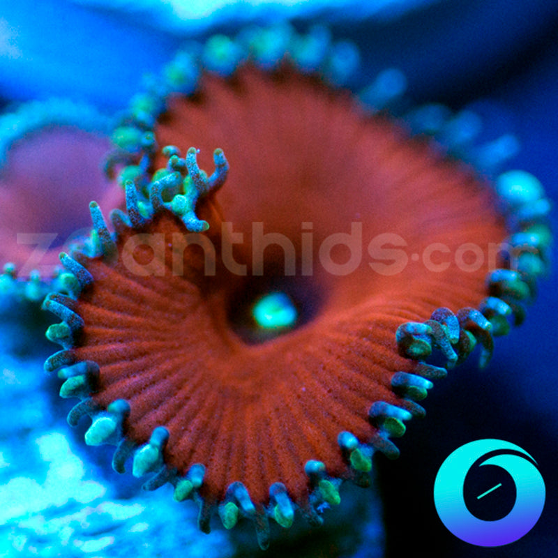 Red Death ProtoPalys