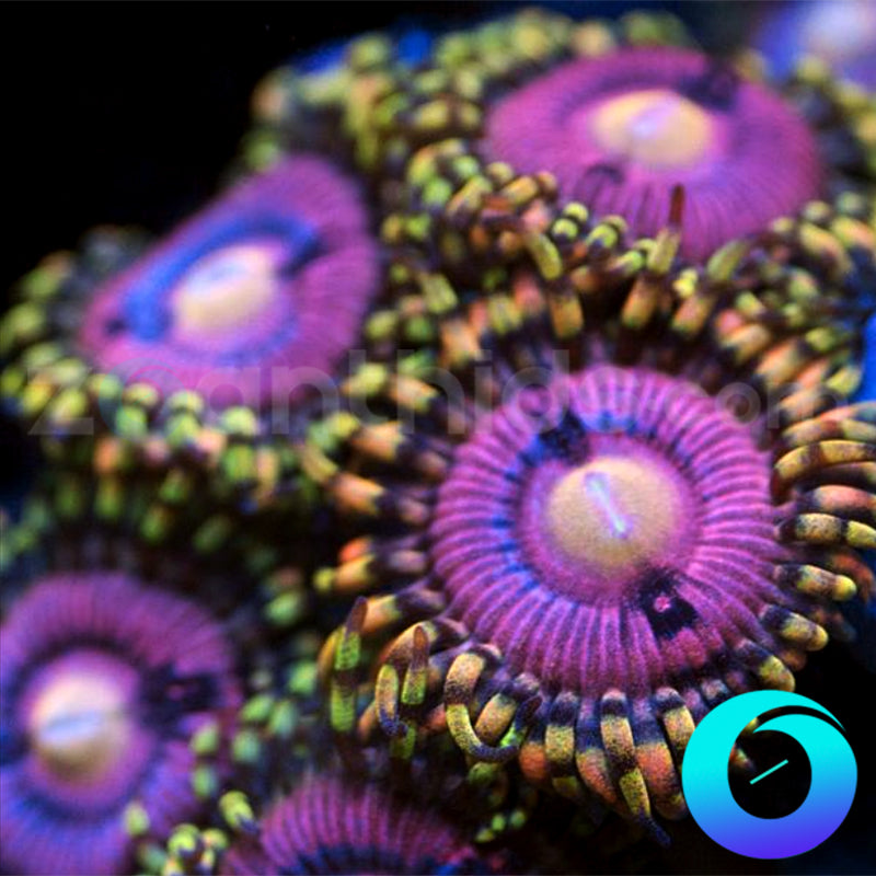 Sorceress Zoanthids