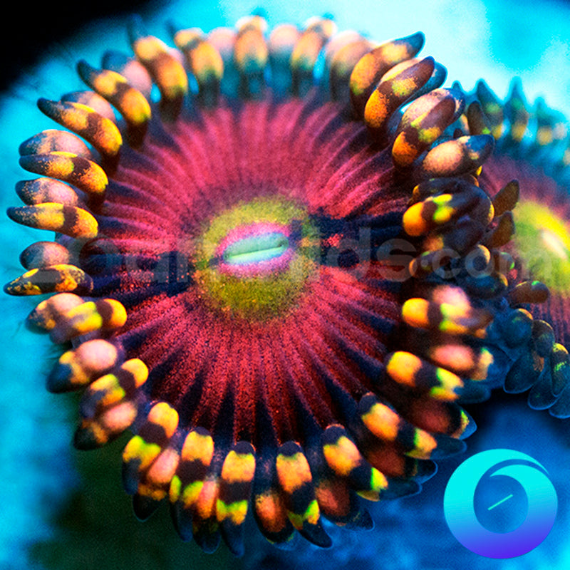 Speak Easy Zoanthids