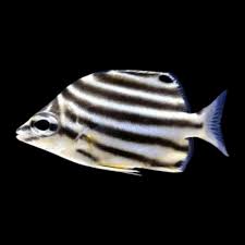 Australian Stripey - SM/MED
