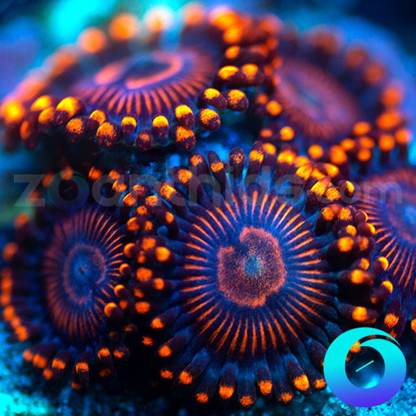 Twizzler Zoanthids