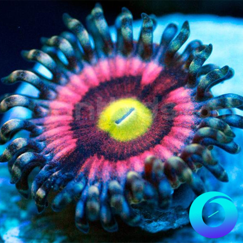 Vendetta Zoanthids