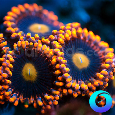 Venom X Zoanthids