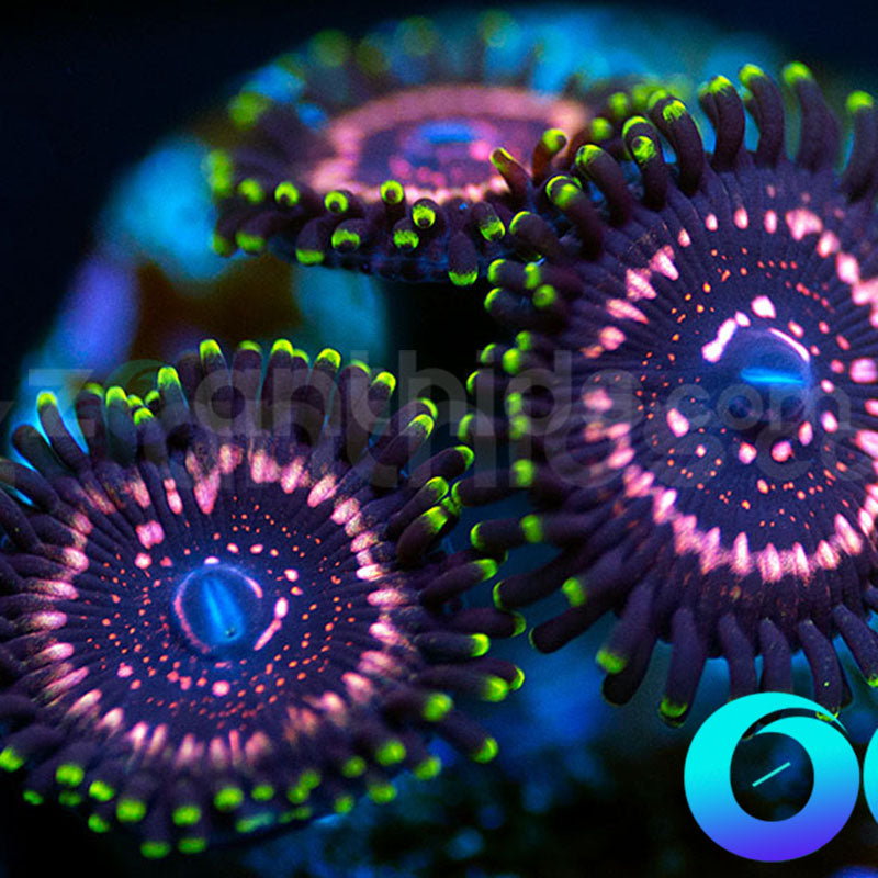 WWC Taser Zoanthids