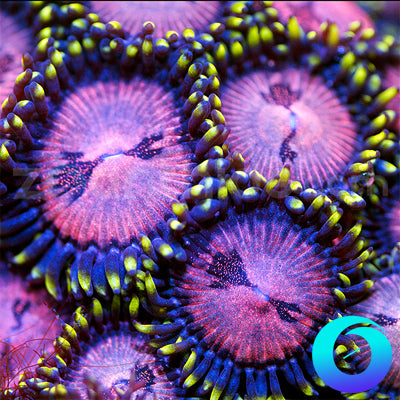 WWC Space Monster Zoanthids