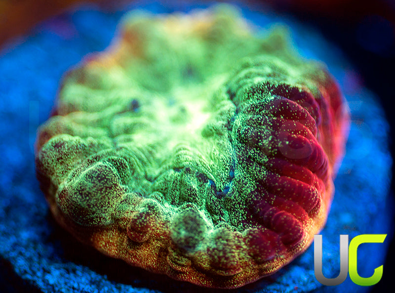 JF Psycho Rainbow Rim Favia