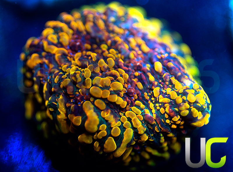 CC Cloudberries Chalice