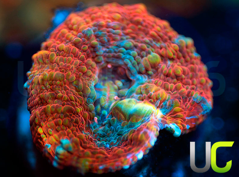 UC Bounce House Chalice