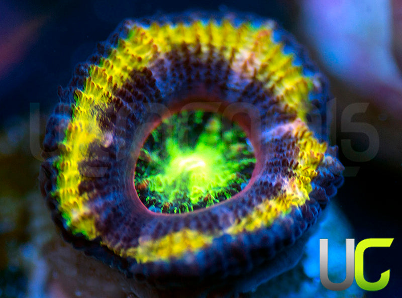 UC Jailbreak Micro Lord