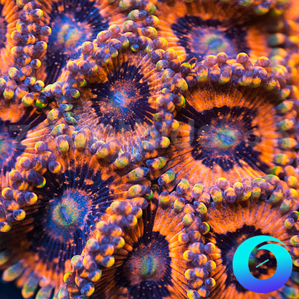 Evil Eye Zoanthids