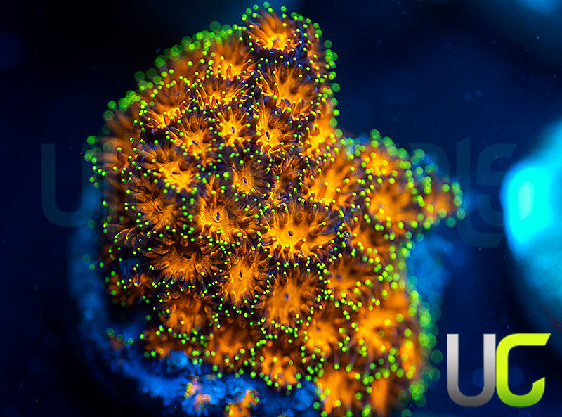 UC Lightning Tip Leptastrea