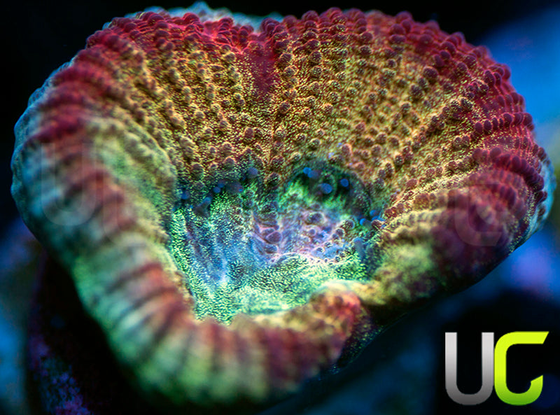 UC Red Rebel Goniastrea