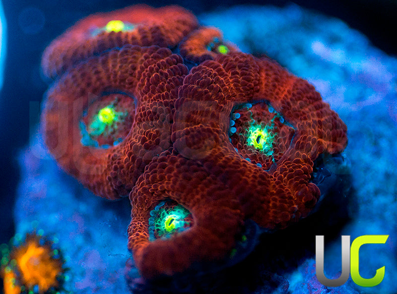 UC Red Ripper Micro Amakusensis