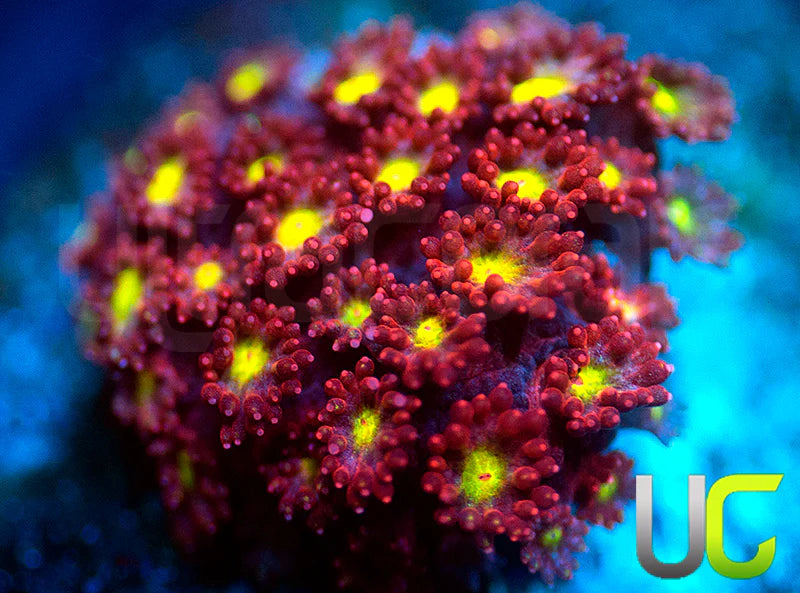 UC Spiked Punch Micro Goni