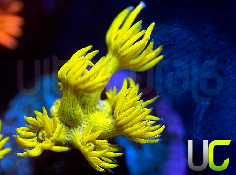 UC Black Canary Goni