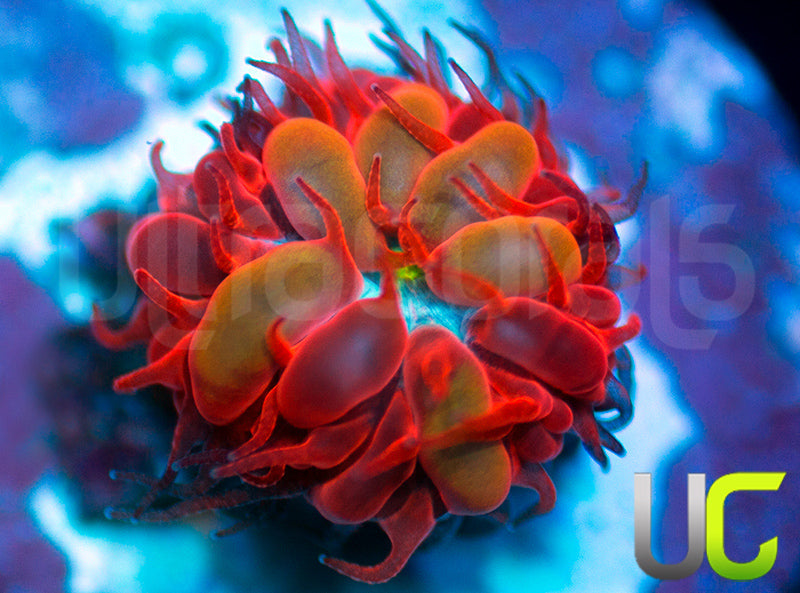 UC Blue Raven Blasto