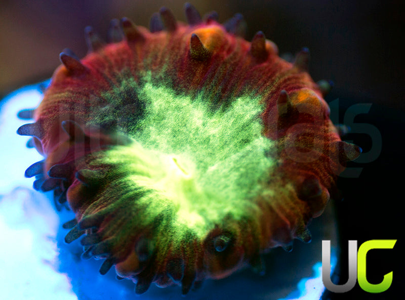 UC Glory Hole Blasto