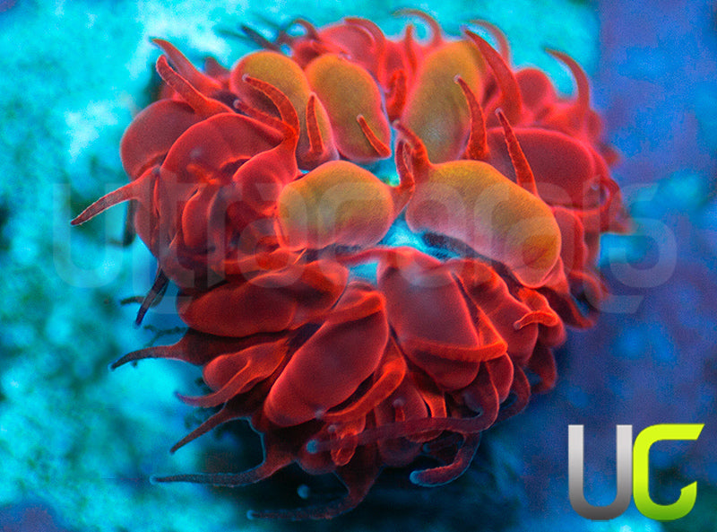 UC Blue Raven Blasto