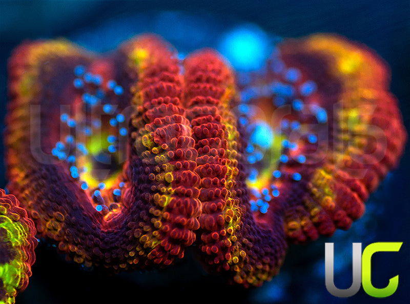 NEW RELEASE: UC Heat Seeker Micro Lord