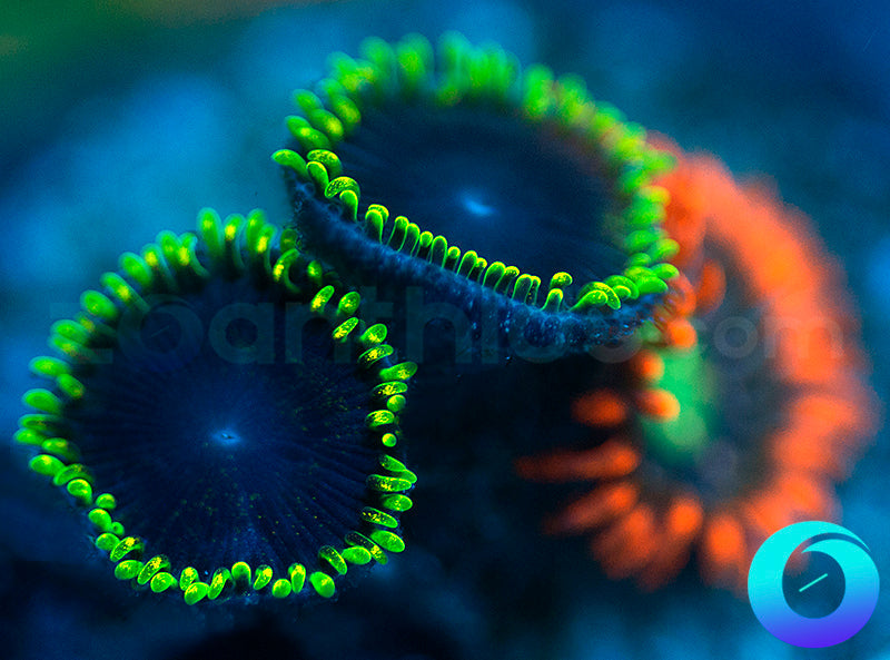 Jokers & Blue Boo Berry Combo