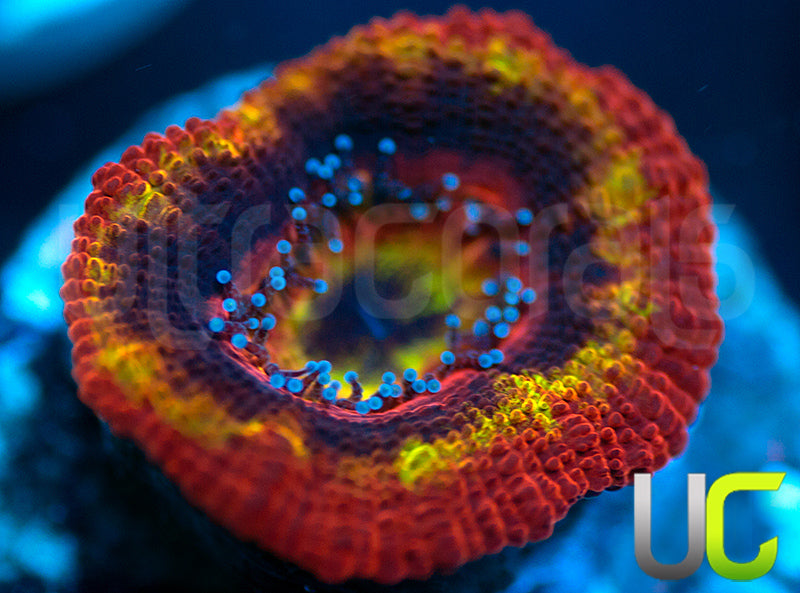 NEW RELEASE: UC Heat Seeker Micro Lord