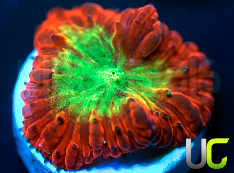 UC Kaleidoscope Blasto