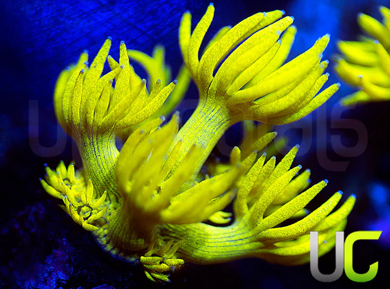 UC Black Canary Goni