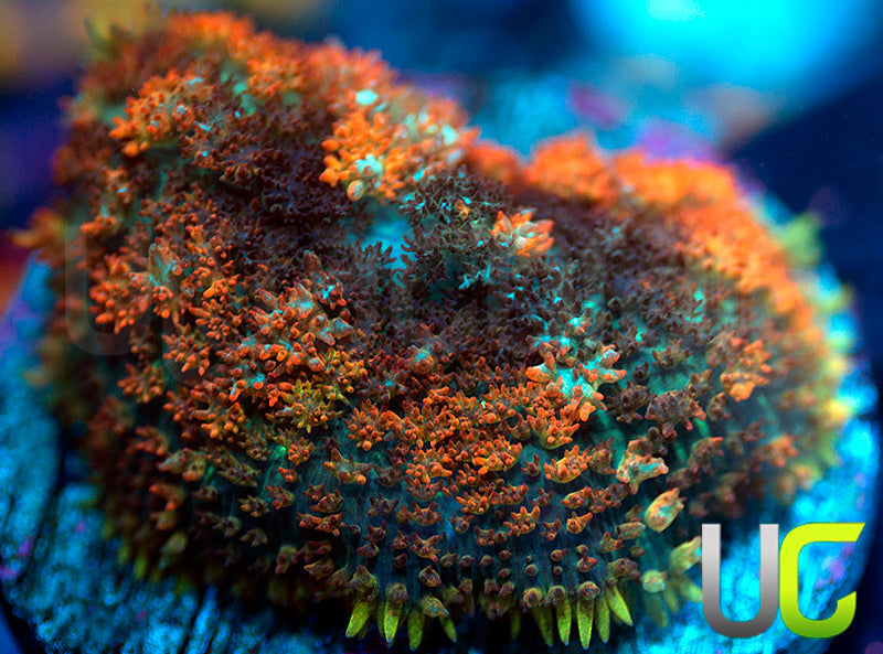 UC Citrus Cushion Mushroom